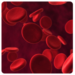 blood cells